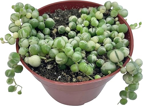 Miniatura 7 de Cadena de perlas abigarradas de 4 pulgadas, plantas suculentas vivas, plantas suculentas totalmente enraizadas, planta colgante para decoración del