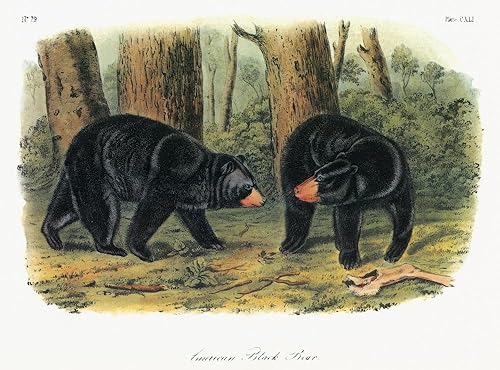 Audubon Bear Namerican Black Bear (Ursus Americanus) Litografía C1854 After A Painting by John Woodhouse Audubon For John James Audubons - Póster de