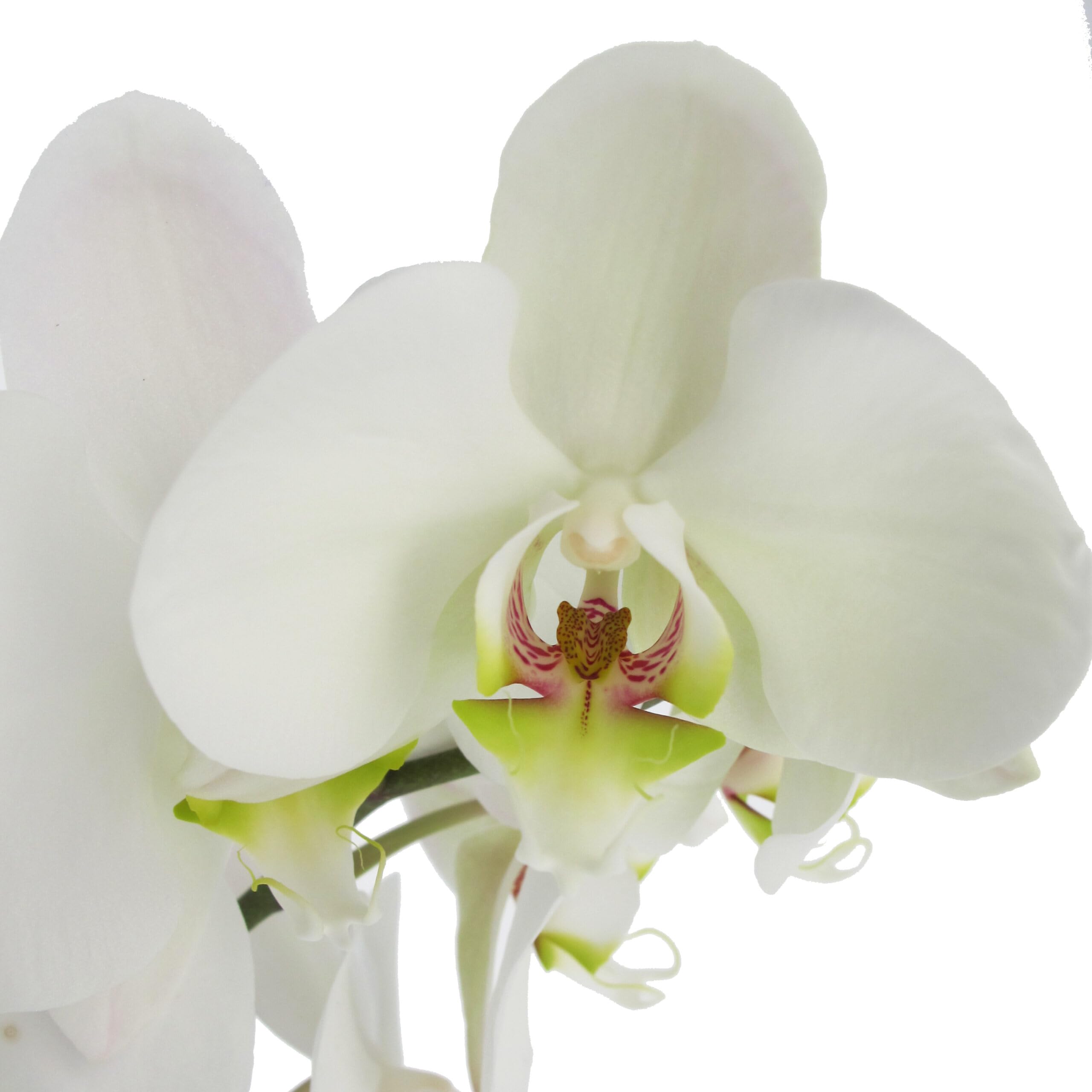KENTIS - Orchidea Phalaenopsis Bianca - Piante Vere da Interno Fiorite - H 60-70 cm Vaso Ø 12 cm