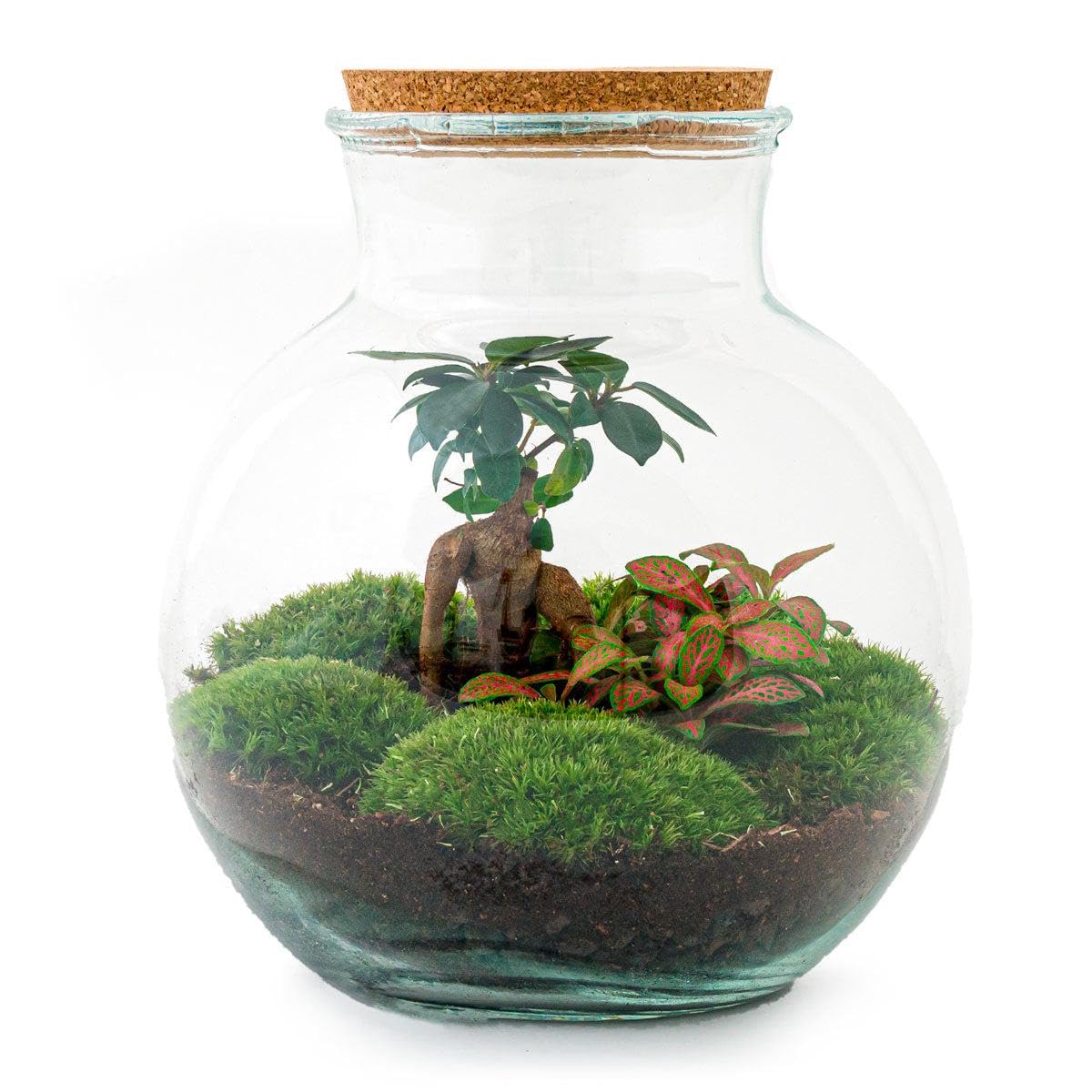 Jardinière en bouteille - Kit de bricolage - Bonsaï - Terrarium Ø 25 cm x H 26,5 cm - Terrarium à faire soi-même - Mini écosystème autonome - Pour la maison et le bureau