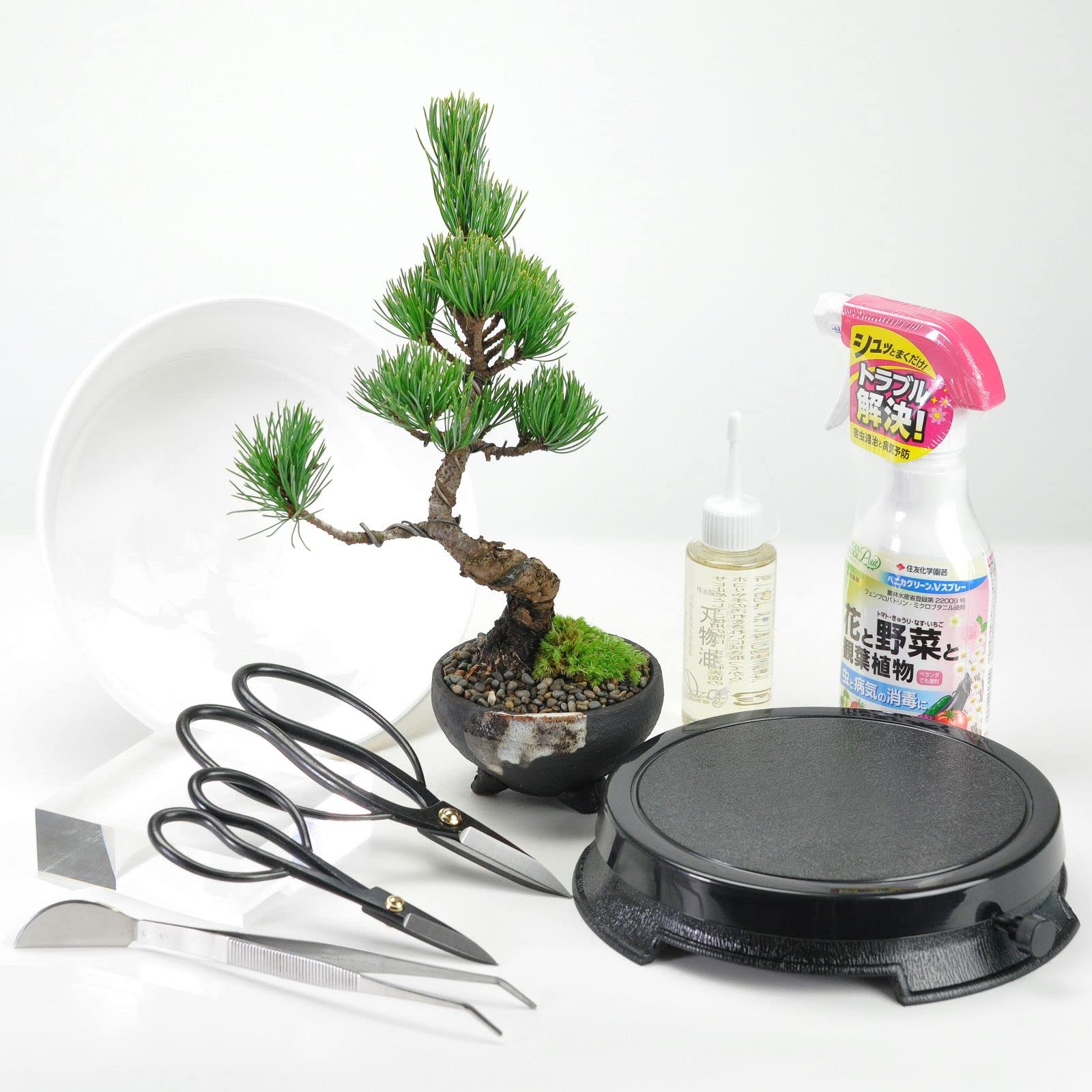 Amazon | 盆栽妙 四国五葉松 樹高約19cm 7点道具セット付 趣味 | 盆栽