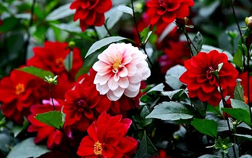 Miniatura 3 de Dahlia Unwins - Mezcla híbrida compacta y colorida de flores dobles para jardín, 50 semillas para plantar