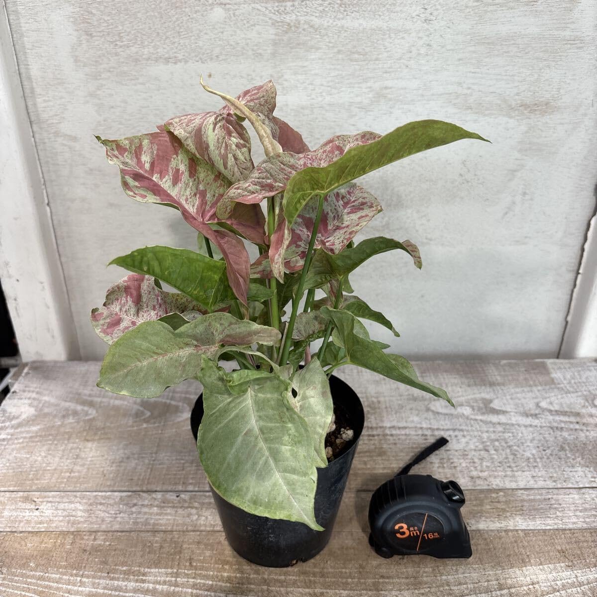 アガベ コロラータハイブリッド レオ 大株子株付きセット アガベコロ