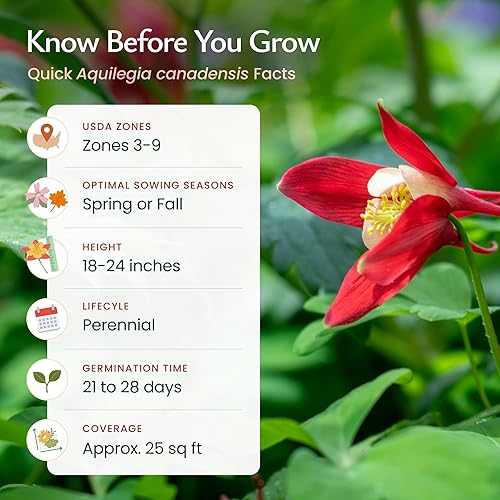 Miniatura 5 de Created By Nature Semillas de flores de columbina roja, 1,450 semillas, flores silvestres perennes