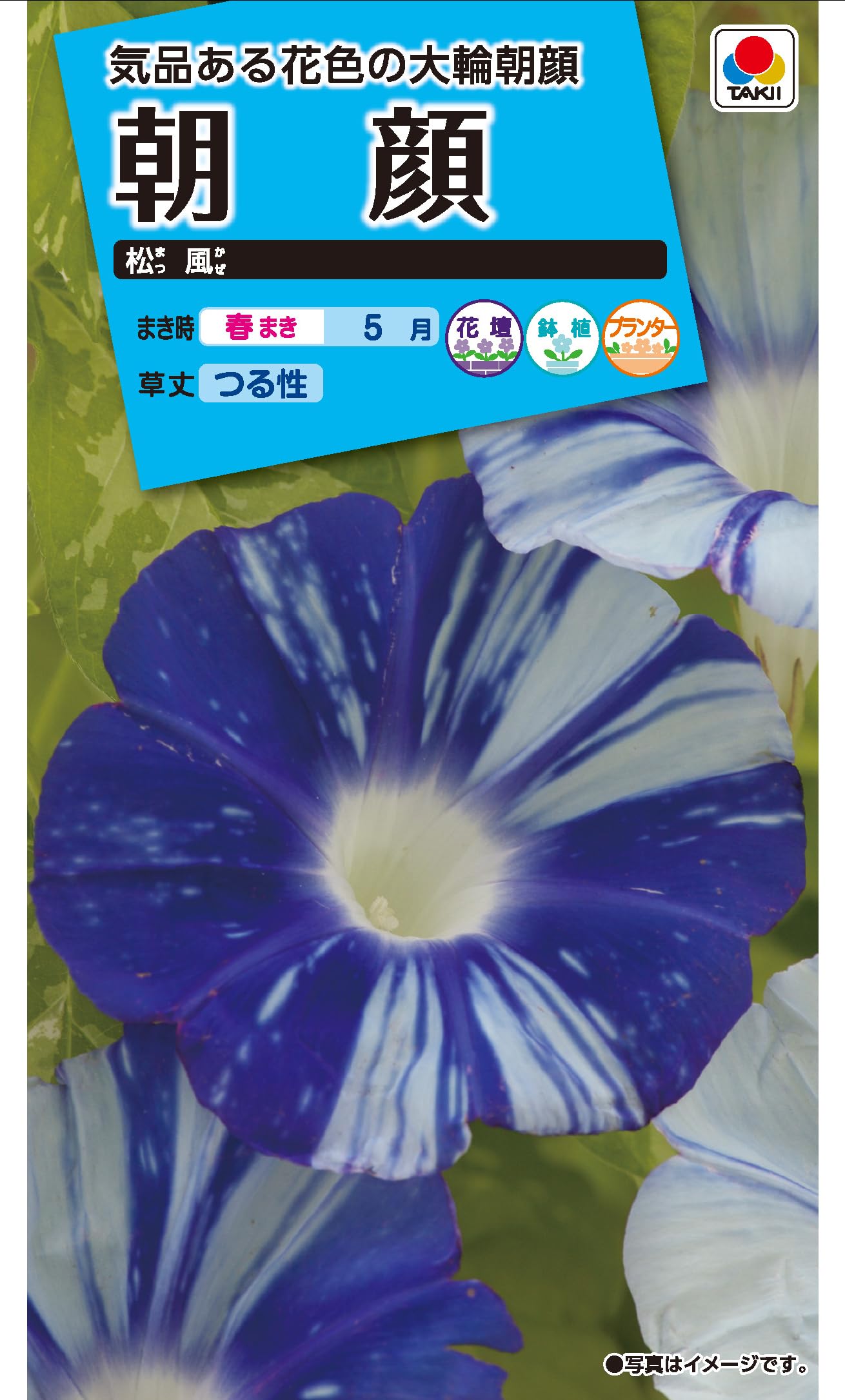Amazon | タキイ種苗 花種 朝顔 松風 | 花