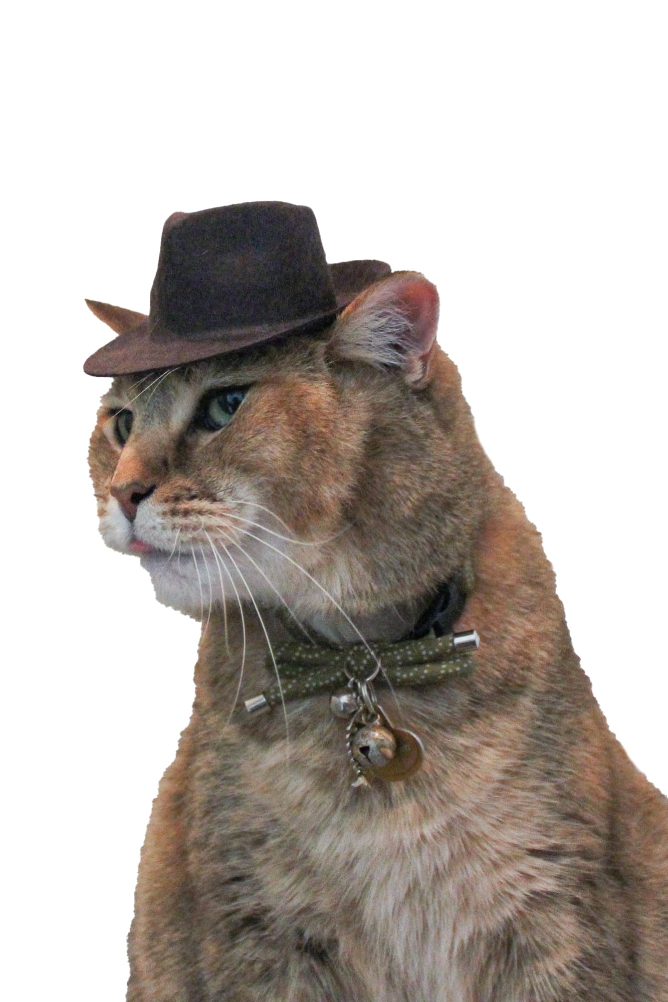 Indiana Jones Fedora for your Cat, Indiana Jones hat for Dog or Pet