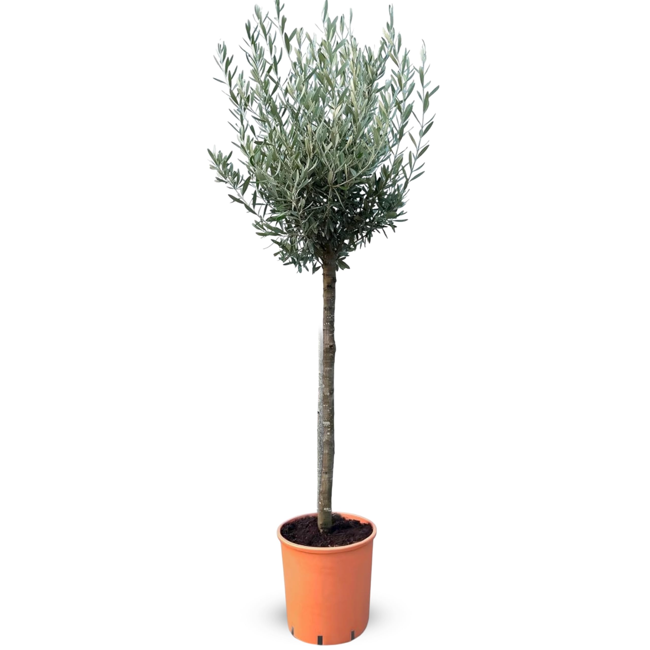 Mediterrane Designs Frostresistenter Olivenbaum - Winterharte Olea Europea  bis -18C 160 cm fr Garten und Balkon : Amazon.de: Garten