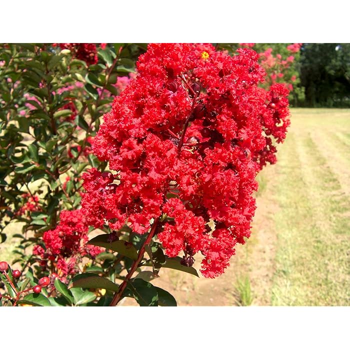 Buy The Entacloo Red Lagerstroemia/purush flower/lagerstroemia speciosa