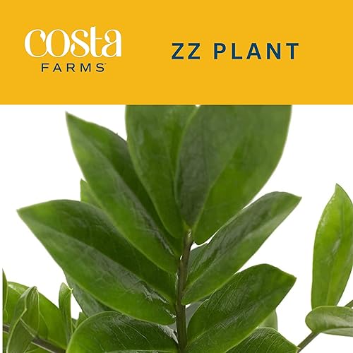 Miniatura 7 de Costa Farms Clean Air - Colección de plantas de casa viva 8 pulgadas de alto en maceta blanca natural y ZZ Zamioculcas zamiifolia planta de interior