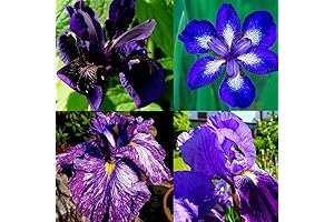 200+ Mixed Rare Iris Flower Seeds for Planting Outdoor Decoration