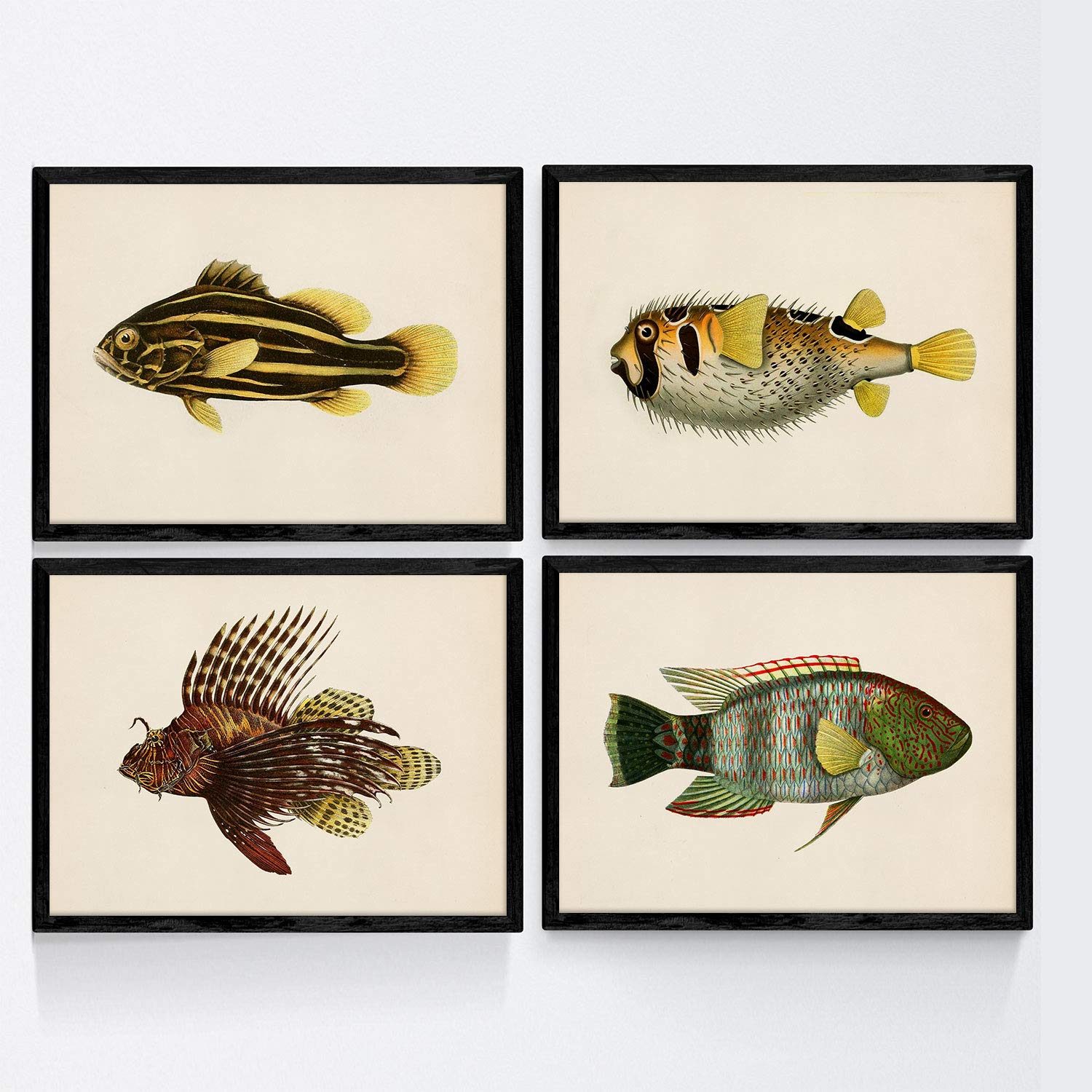 Nacnic Yellow,Brown Set Of 4 Plates With Colorful Fish Vintage Effect Brown Yellow Tone. Fogi. 4 Different Fish Composition In A4 Size, Vintage Background Old Paper Poster Paper 25
