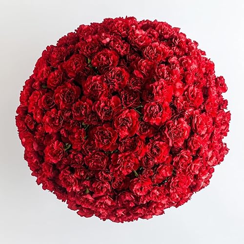 Miniatura 29 de Claveles rojos