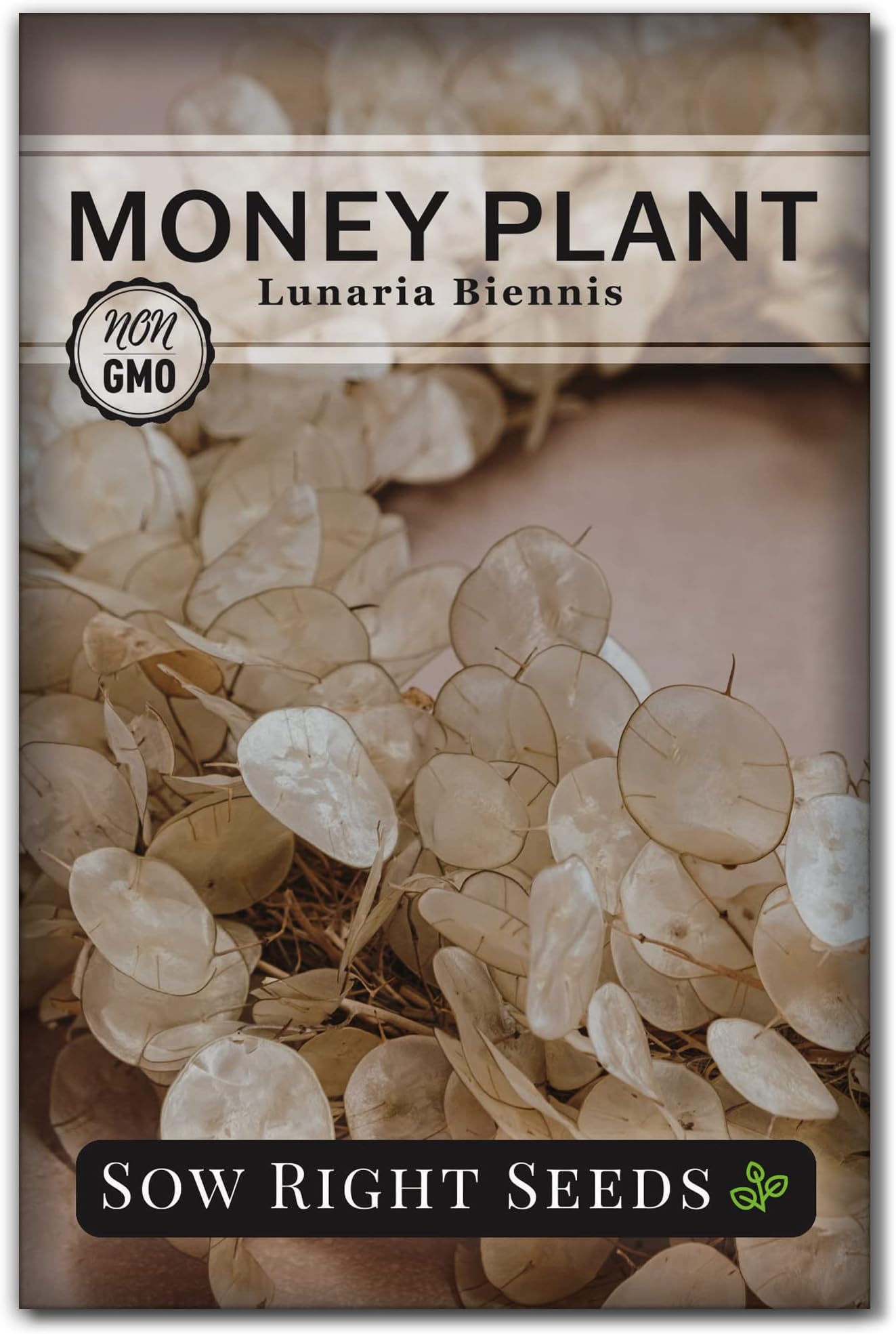 Sow Right Seeds - Money Plant Seeds - Honesty or Silver Coin Plant - Non-GMO Heirloom Seeds - Indoor or Outdoor - Full Instructions for Planting and Growing a Flower Garden - Great Gardening Gift (1)