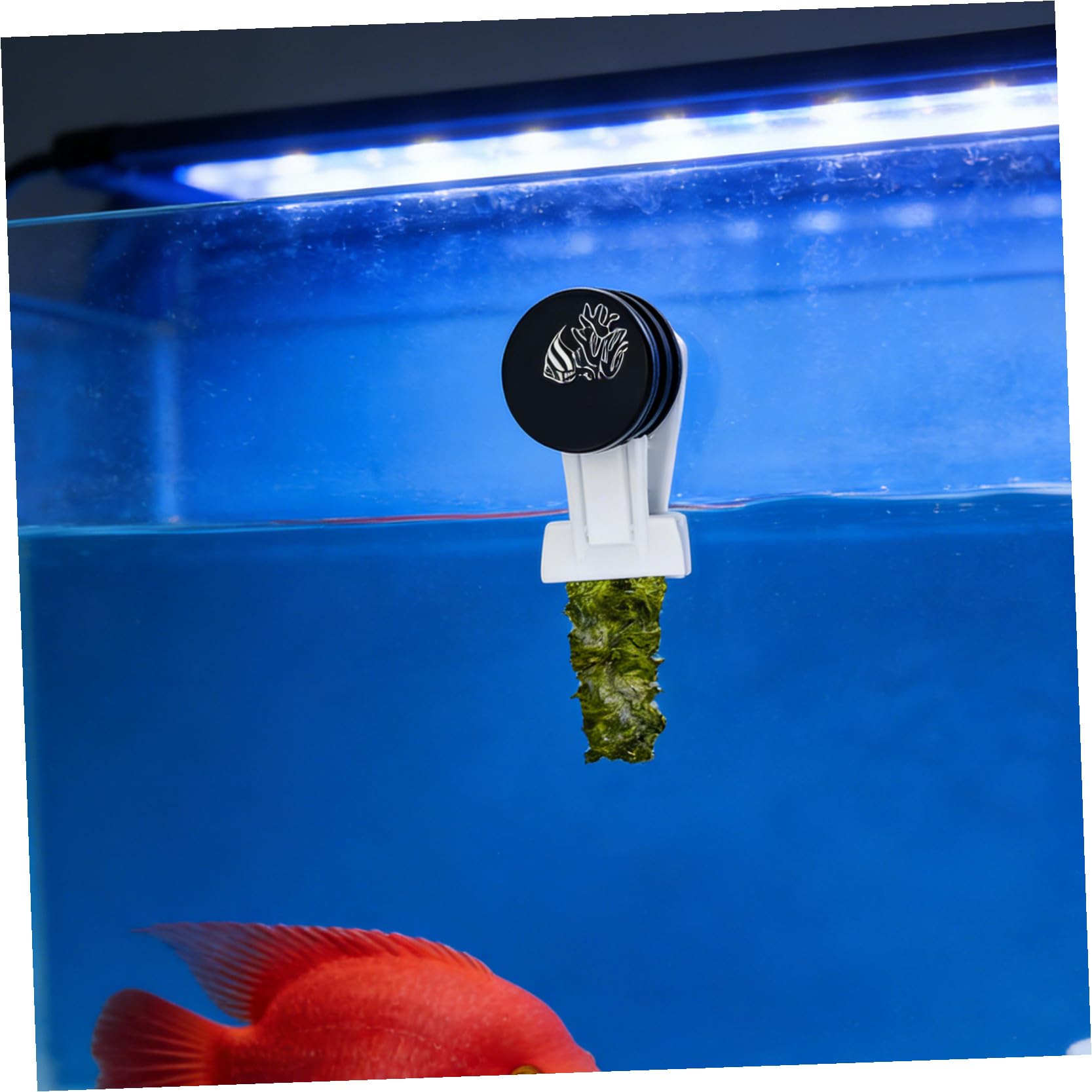 Toddmomy Clip per pesci, verdure, alghe e piante: clip per mangiatoia per pesci, morsetto per mangiatoia per rossi, strumento per l'alimentazione dell'acquario per animali acquatici con