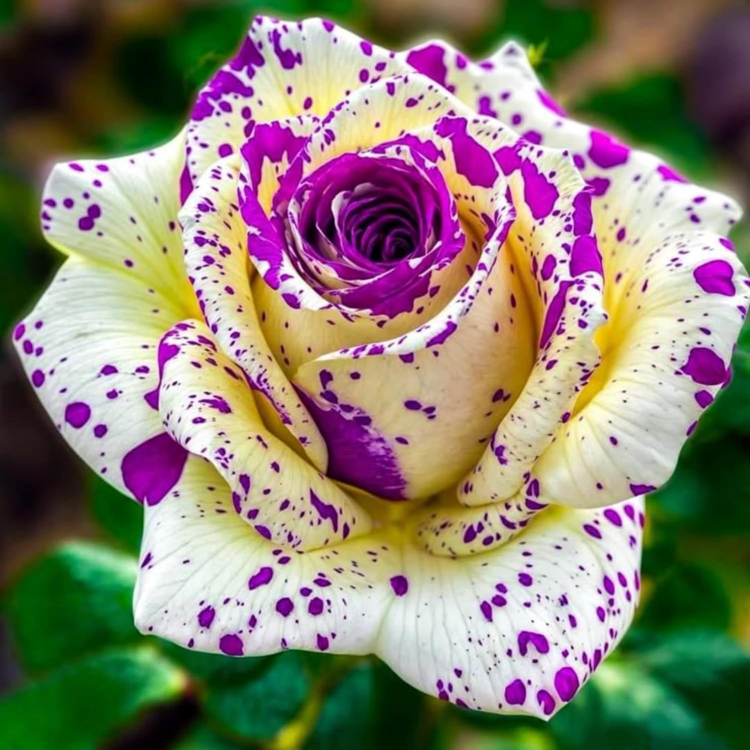 Rosas para Plantar | Pétalos Dobles | Resistentes al Invierno y Perennes | Variedad Exótica Tropical | Ideales para Maceteros-5bulbo-j