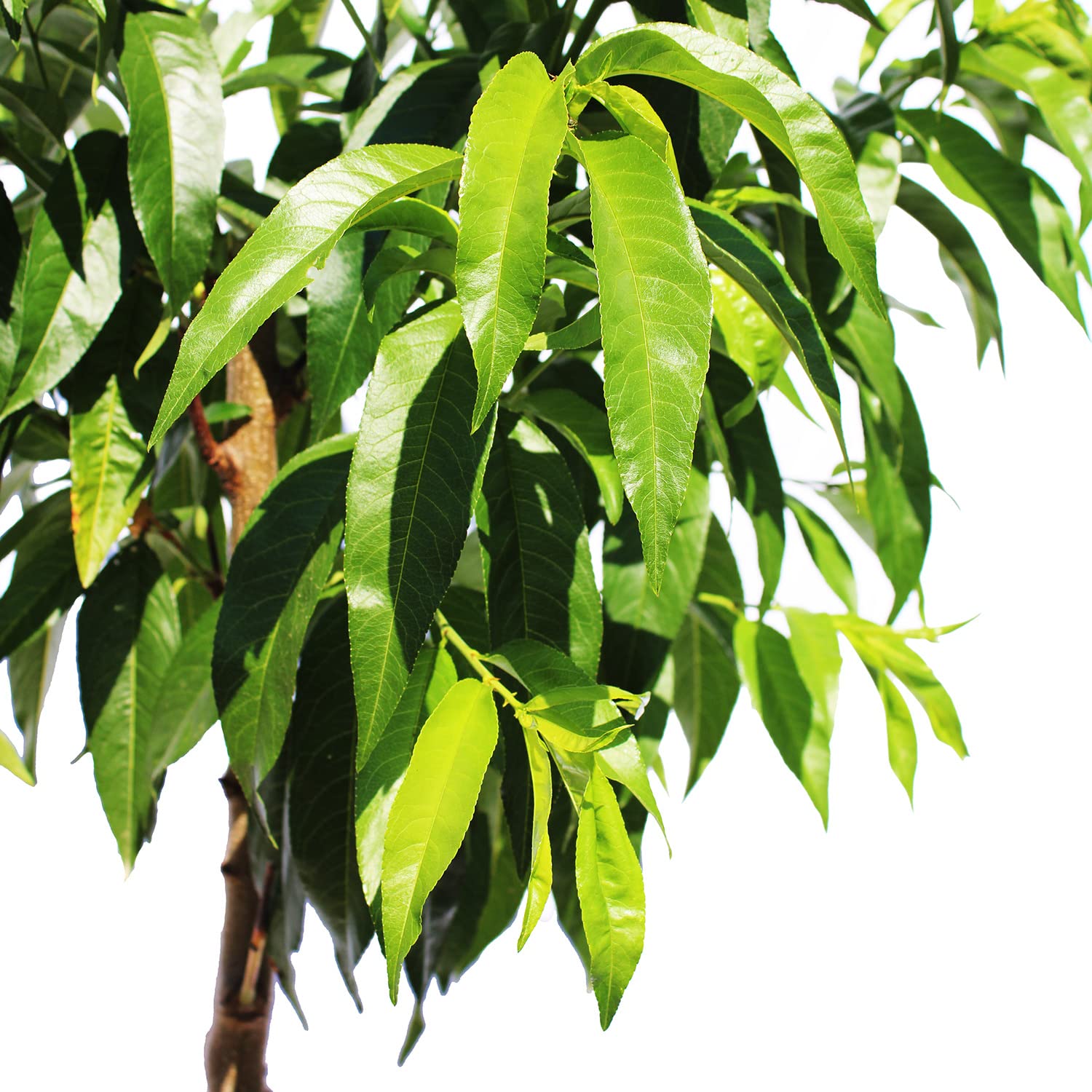 KENTIS – Pfirsich Pflanzen – Prunus Persica – Pfirsichbaum – Echte Outdoor Pflanzen – Garten Obstbaum – Obstpflanzen – Topf Ø 28 cm