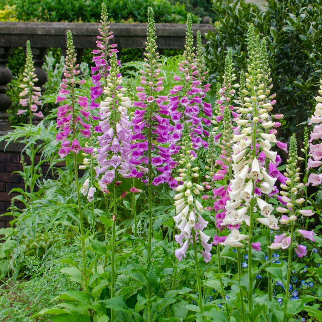 Digitalis purpurea | 6 pezzi - 10-25cm - Ø9cm - Pianta da giardino