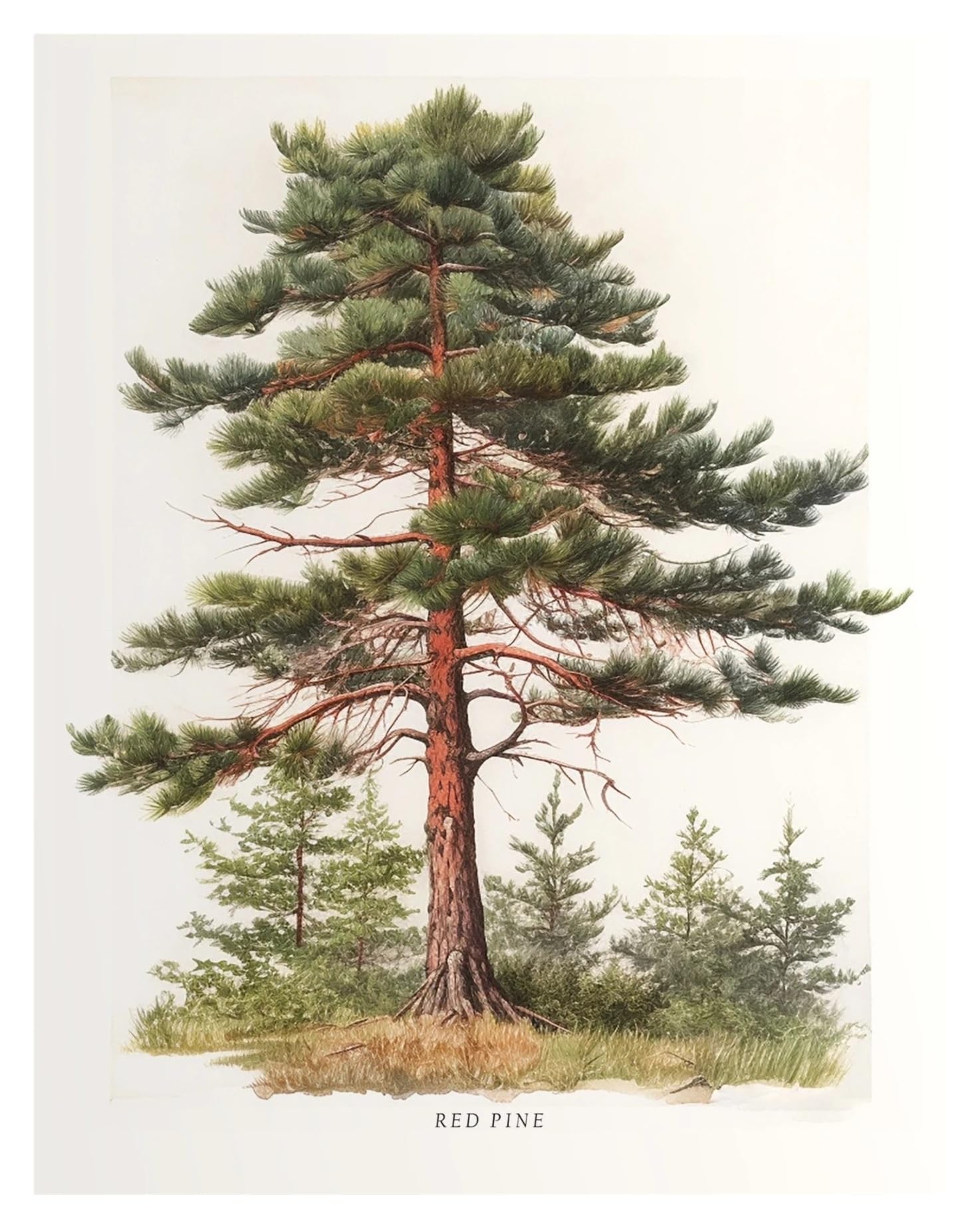 Affiche de l'Atlas des Arbres Peinture sur Toile Chêne Rouge pour Décoration Salon et Maison M