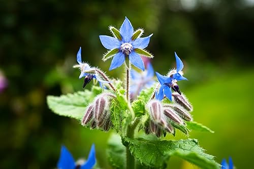 Miniatura 5 de Semillas de borraja - Starflower - Semillas de hierbas no transgénicas para plantar un jardín de hierbas - 100 semillas - Borago Officinalis - por