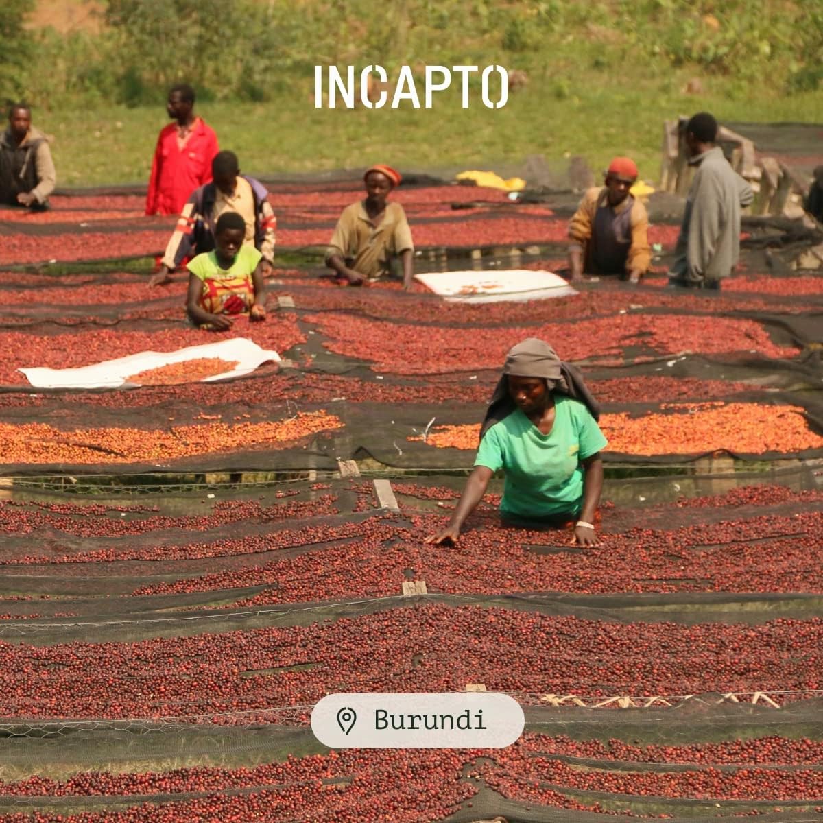 Incapto Caffè in Grani Naturale - Caffè di Specialità | Caffè Burundi Grani | Caffè in Grani Arabica 100% | +80 punti SCA | Tostatura Naturale e Artigianale | Caffè Grani Naturale | Pacco da 1000 gr
