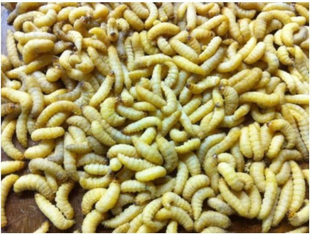 500 Live Wax Worms Bee Moth Live Bait Ice Fishing Reptile Gecko Food waxworms
