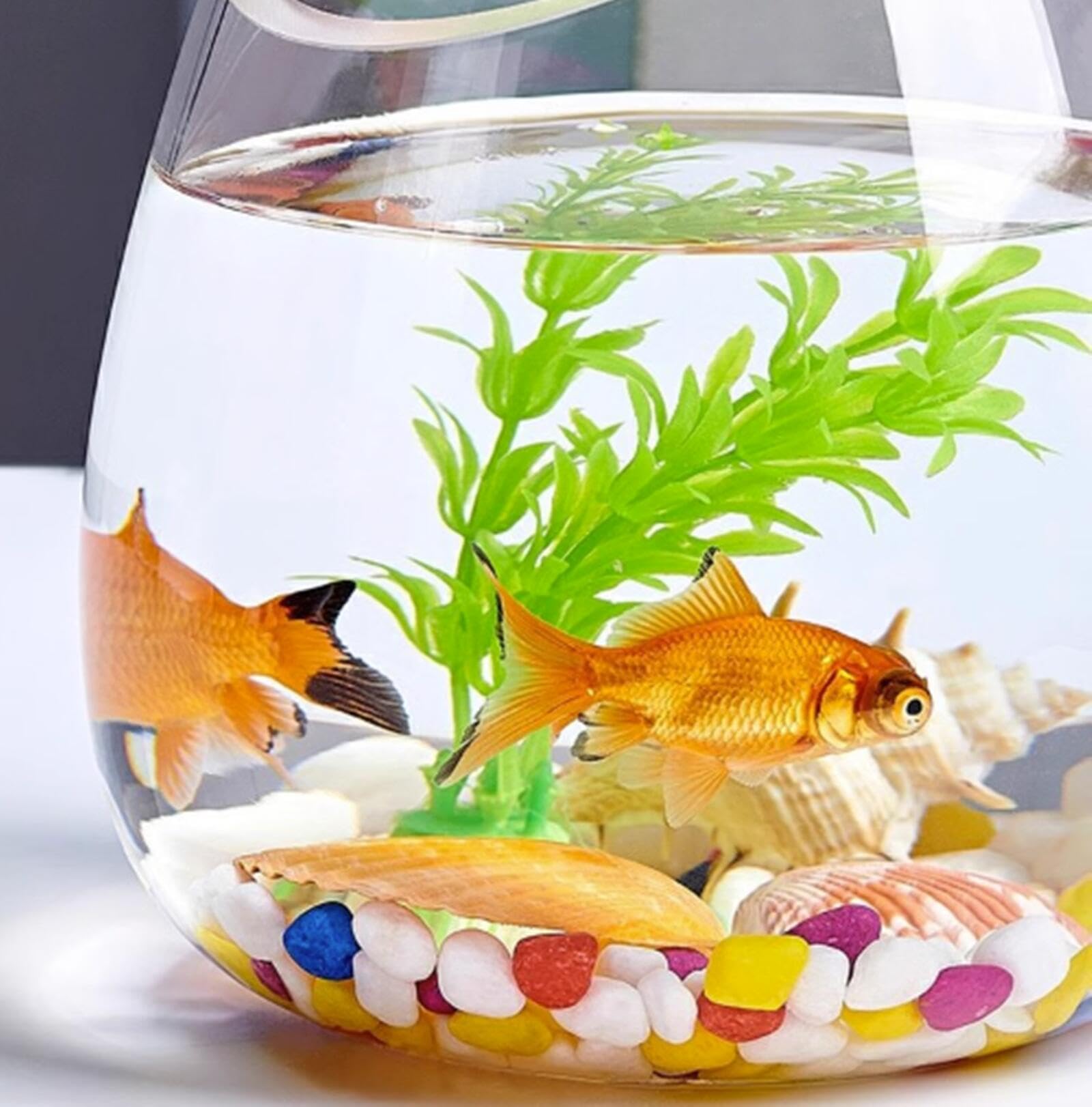 Amazon | 金魚鉢 丸型 金魚鉢 ガラス製 観葉植物 インテリア
