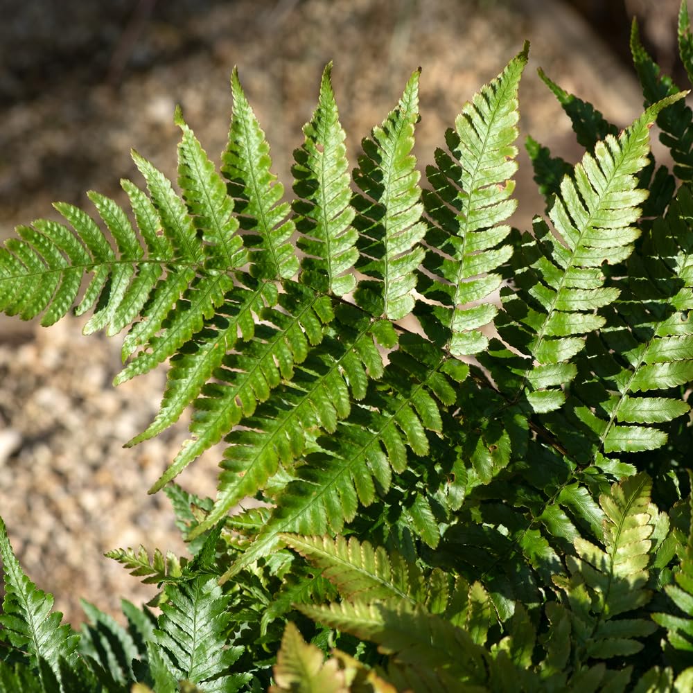Yougarden Green Dryopteris Erythrosora Buckler Fern In A 9Cm Pot