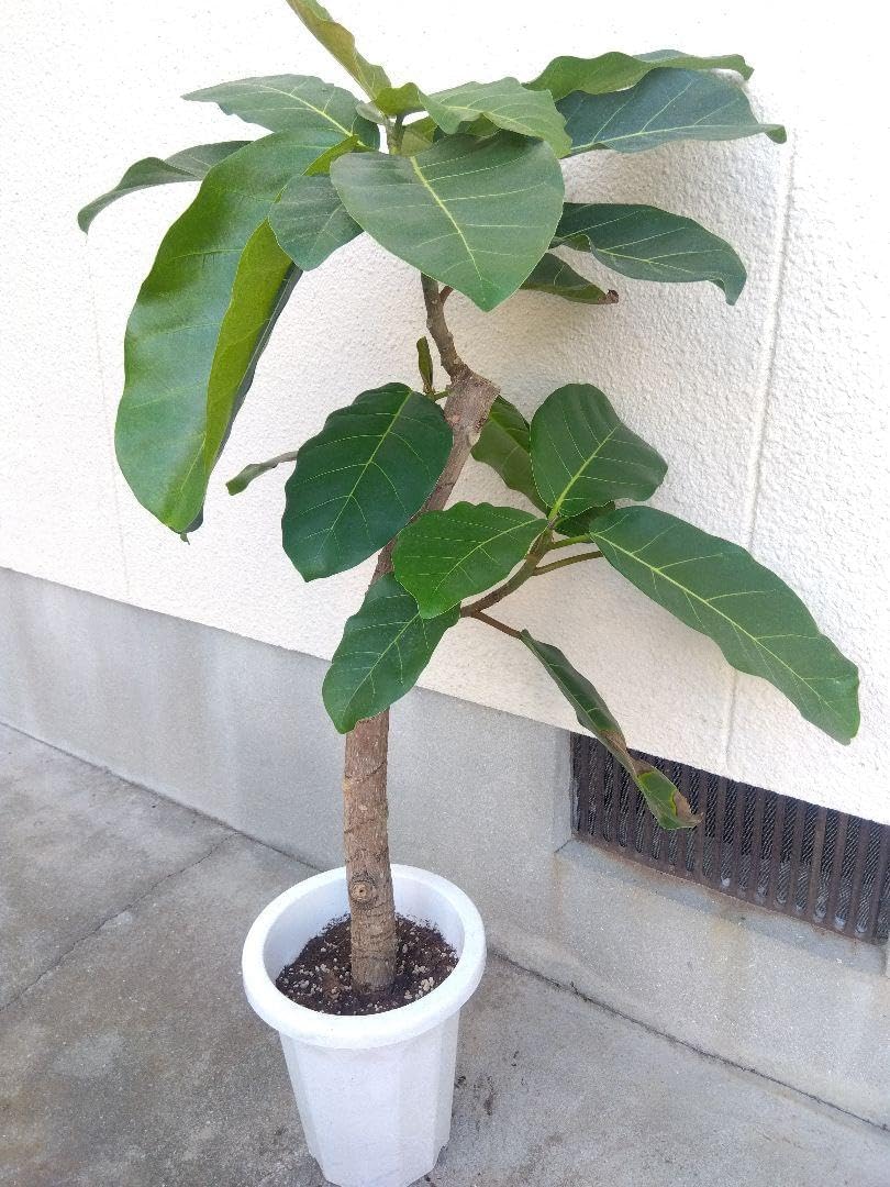 フィカス アフリカンプリンス 8号鉢つき 極太❗ アフリカン プリンス