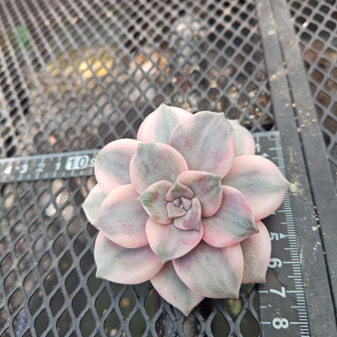 Amazon｜シラク錦 カット苗 約8cm｜観葉植物 オンライン通販