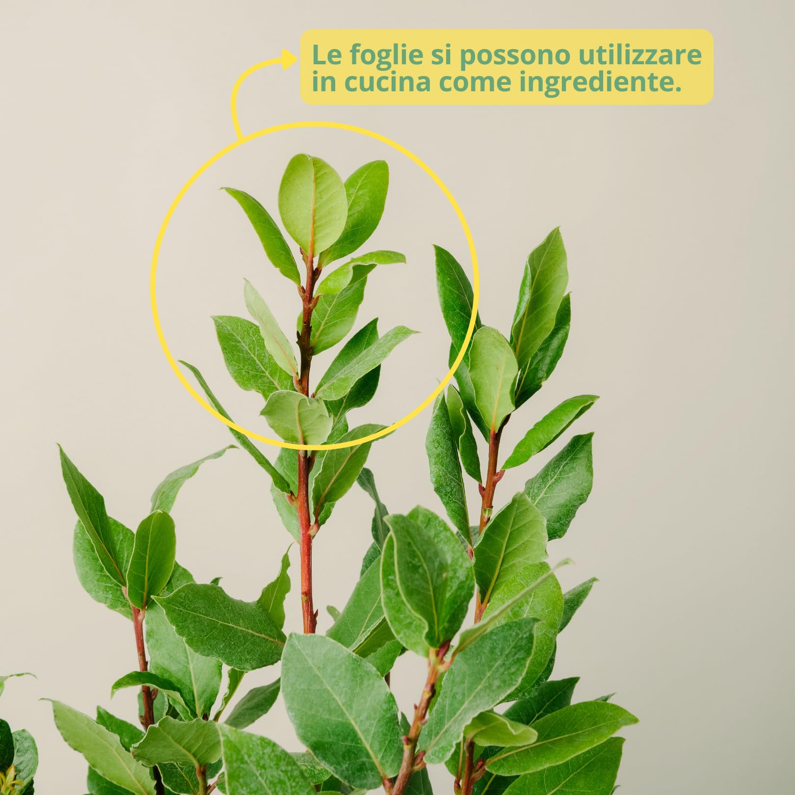 Plantì Laurus Nobilis pianta vera di alloro ornamentale. Ideale come siepe profumata. Alloro in vaso diametro 19cm. Altezza pianta 40/60cm. 6 mesi di concimazione con sistema Plantì.