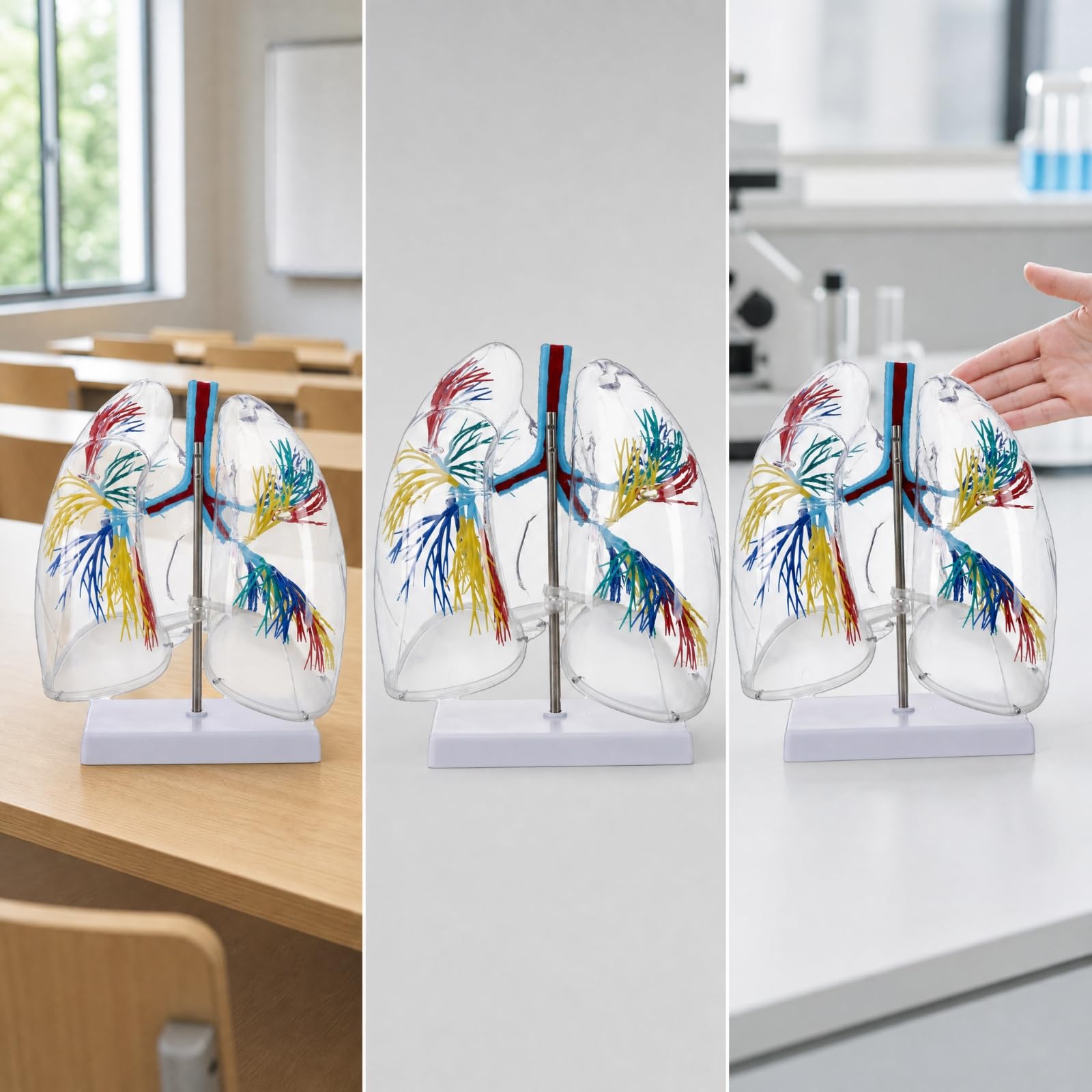 Almencla Lungenanatomie Lehrhilfe mit PVC Konstruktion Und 360 Grad Sichtbarkeit für Akademische Studien Und Lehre zur Untersuchung der Atemwegsverbindungen Im Klassenzimmer