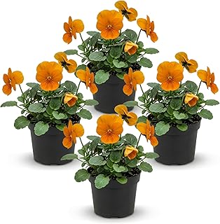 Live Healthy Flowering Pansies - Orange (4 Plants Per Pack), Beautiful W...
