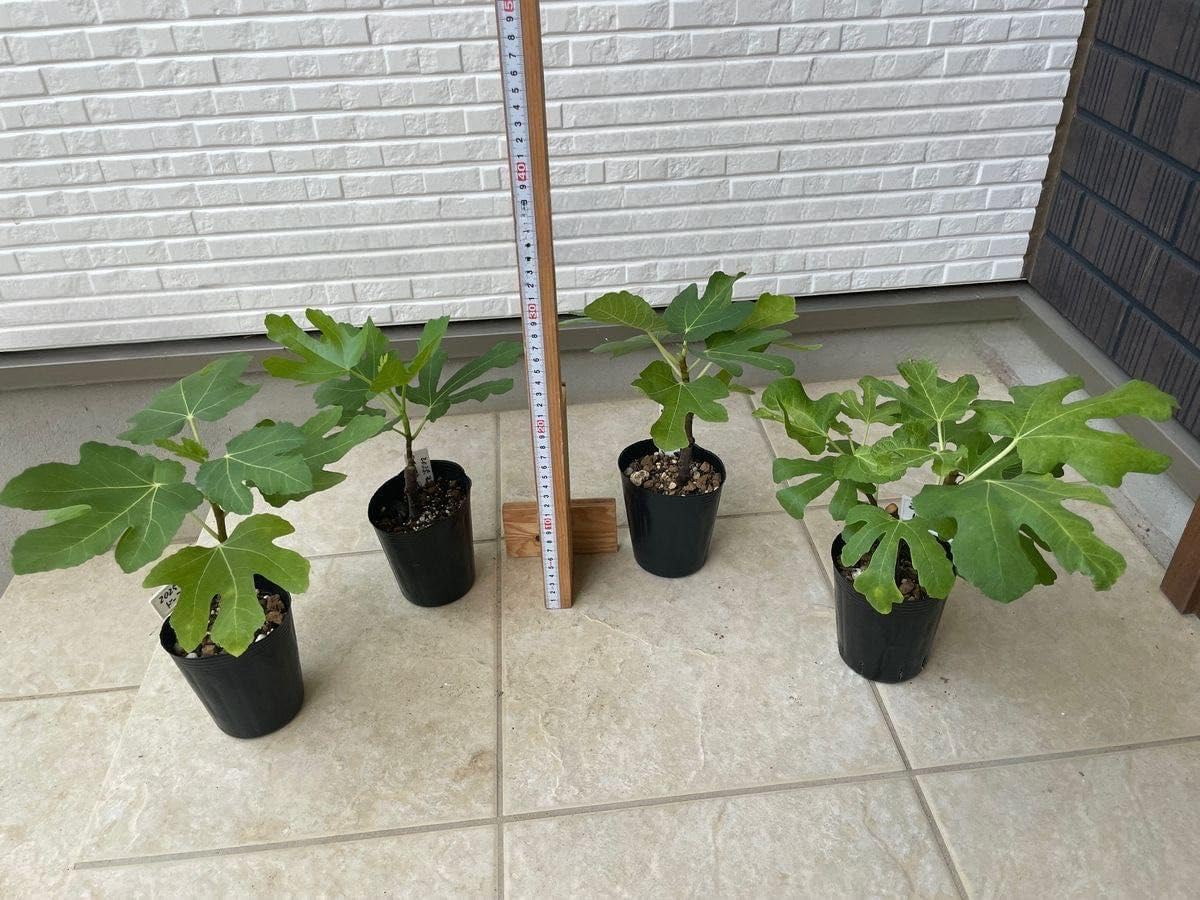 イチジク挿し木苗 ドーフィン ホワイトゼノア ショートブリッジ