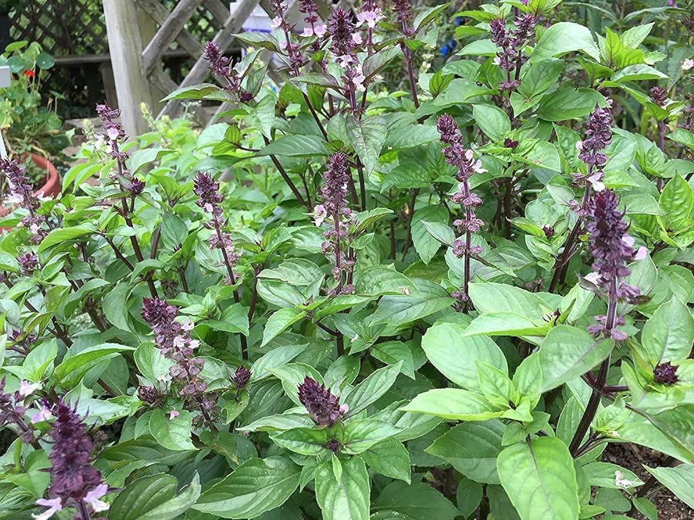 Sumit Greenery Maruaa Niazbo Live Plant Â€“ Exotic Blooms And Lush Foliage For Your Garden (Pack Of 1). (B0B5QBFG8L) Amazon Price History, Amazon Price Tracker