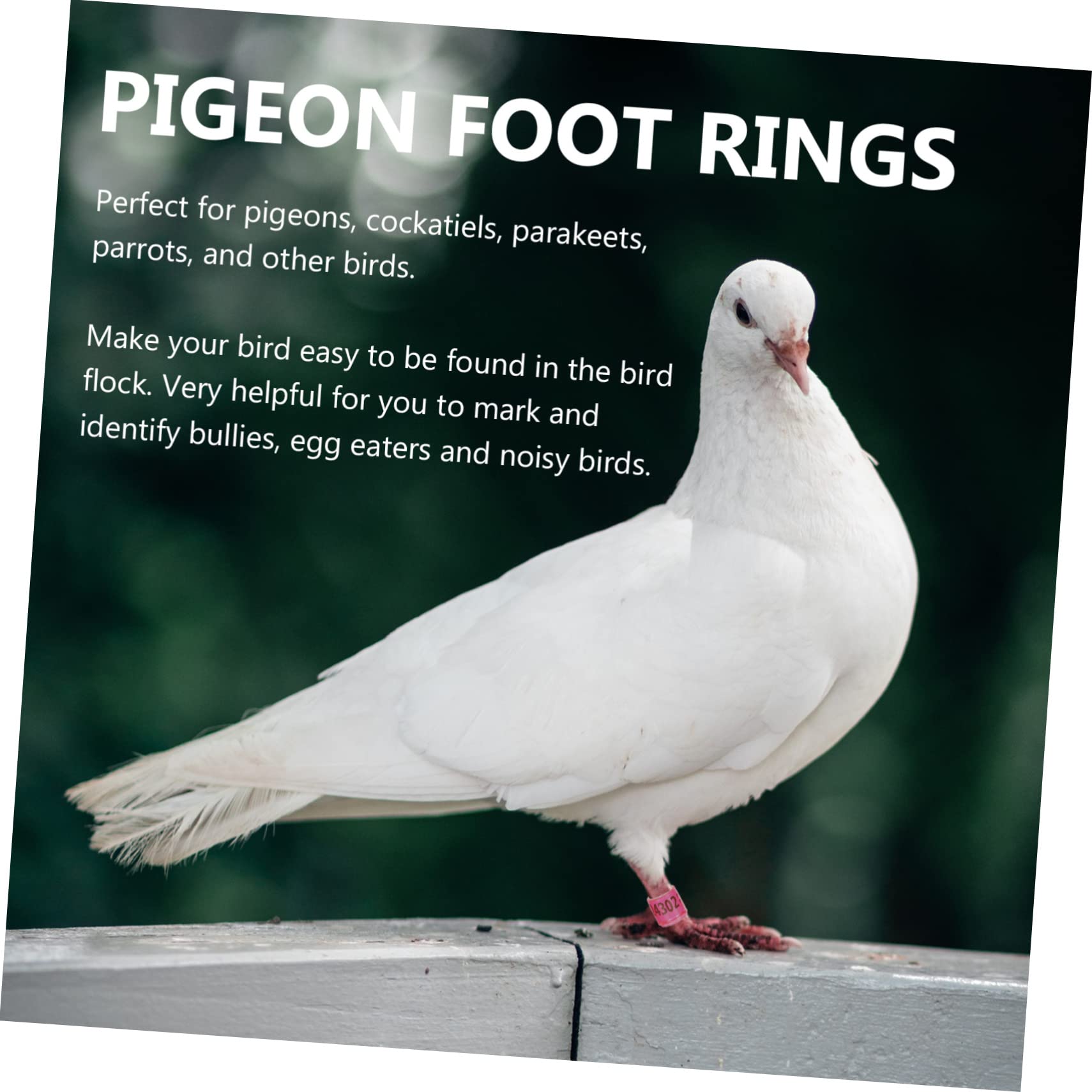 minkissy 300piezas Anillas De Identificación para De Anillas De Coloridas para Aves De Usar y Almacenar para Entrenamiento y Gestión De Aves Domésticas