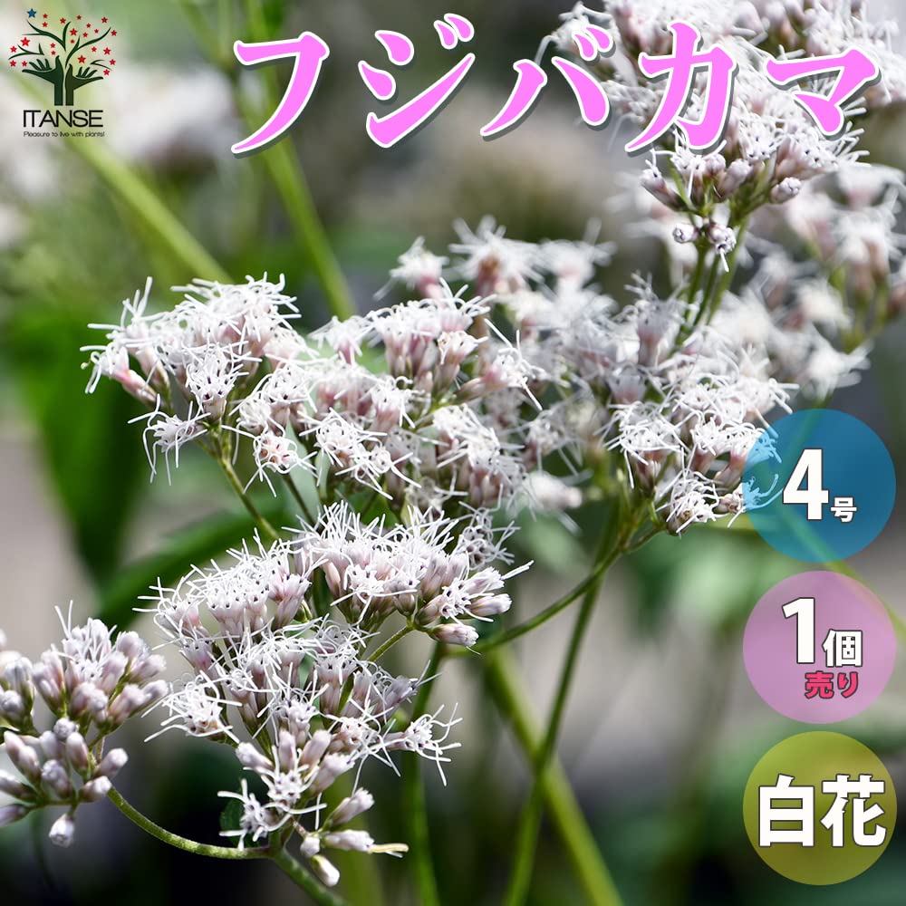 山野草 藤袴ガチャ④ 白いフジバカマ 抜き苗 山野草 藤袴ガチャ① 白いフジバカマ 抜き苗 - メルカリ