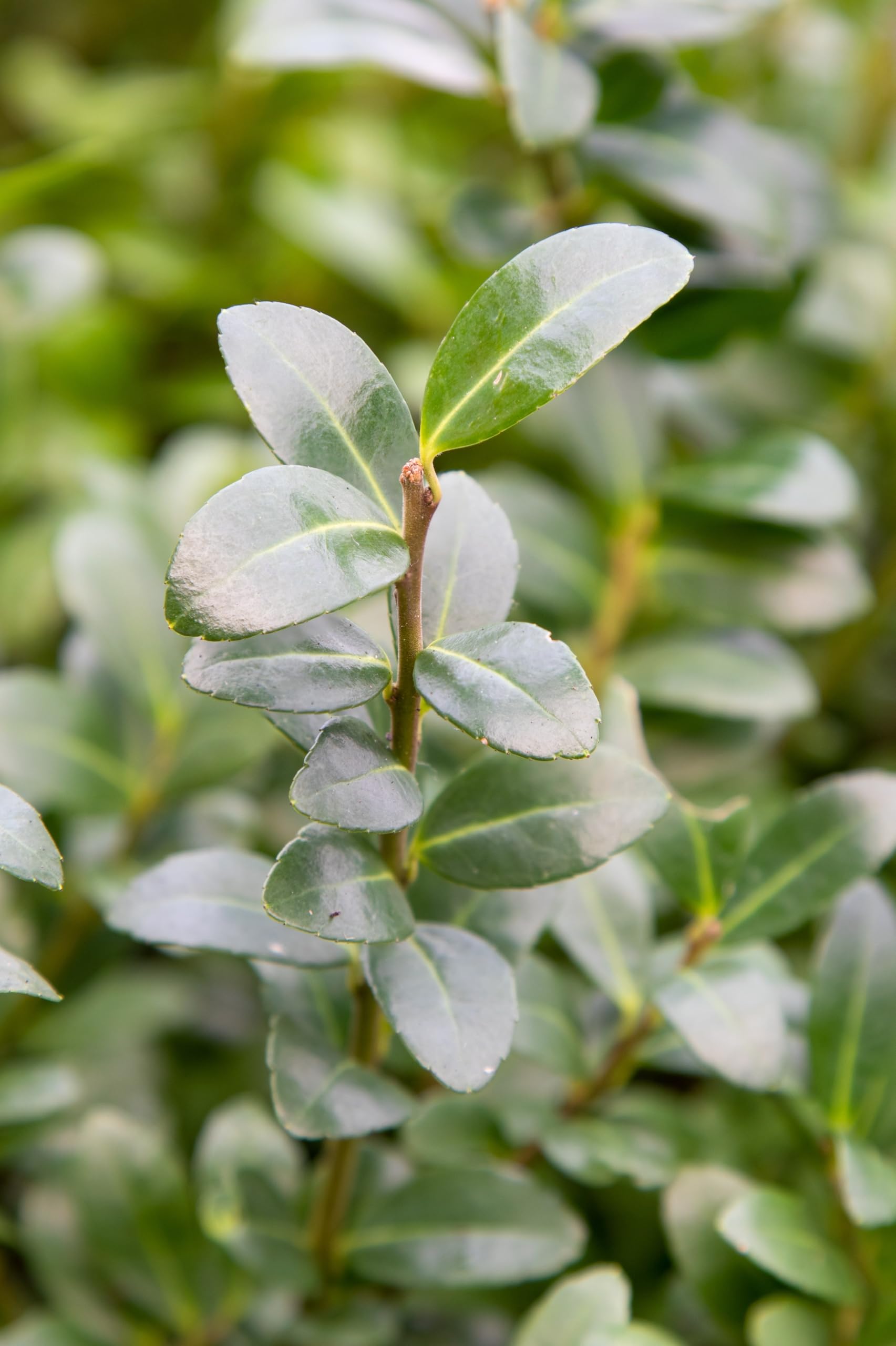 Stauden Gänge 10 x Ilex crenata 'Caroline Upright' Japanische Stechpalme