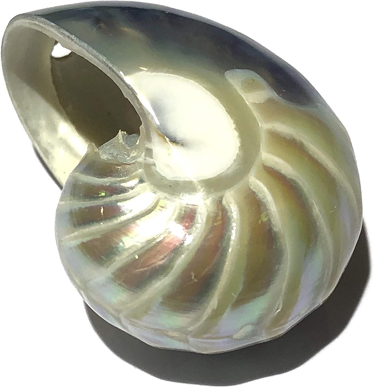 ABCGEMS Metallic-Silver Mermaid-Nautilus Pendant with Iridescent Flash (Thick Nacre, High Luster, Bluish & Silver Stripped Matrix) Jewelry Making Keychain Charms Ornaments Top-Drilled 35mm (1 Pcs)