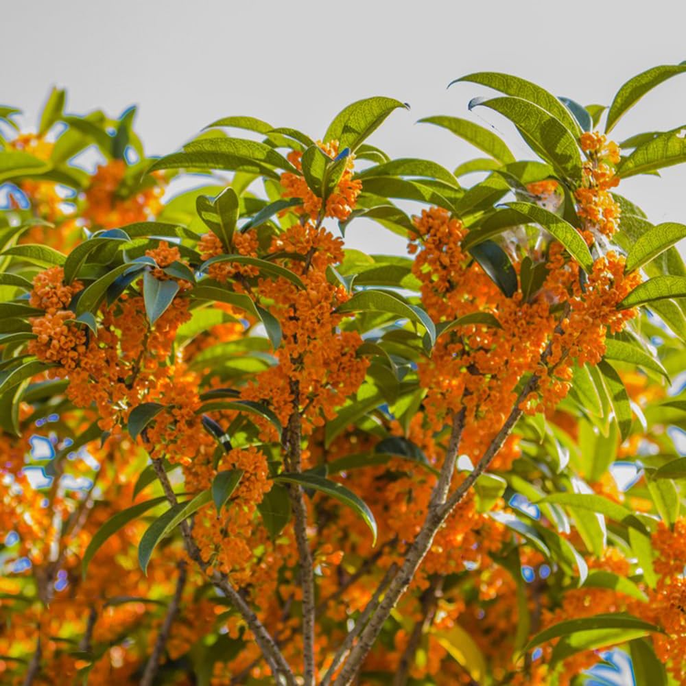 Osmanthus Fragrans - balcón decoración de jardín que prefieren 6Plantas