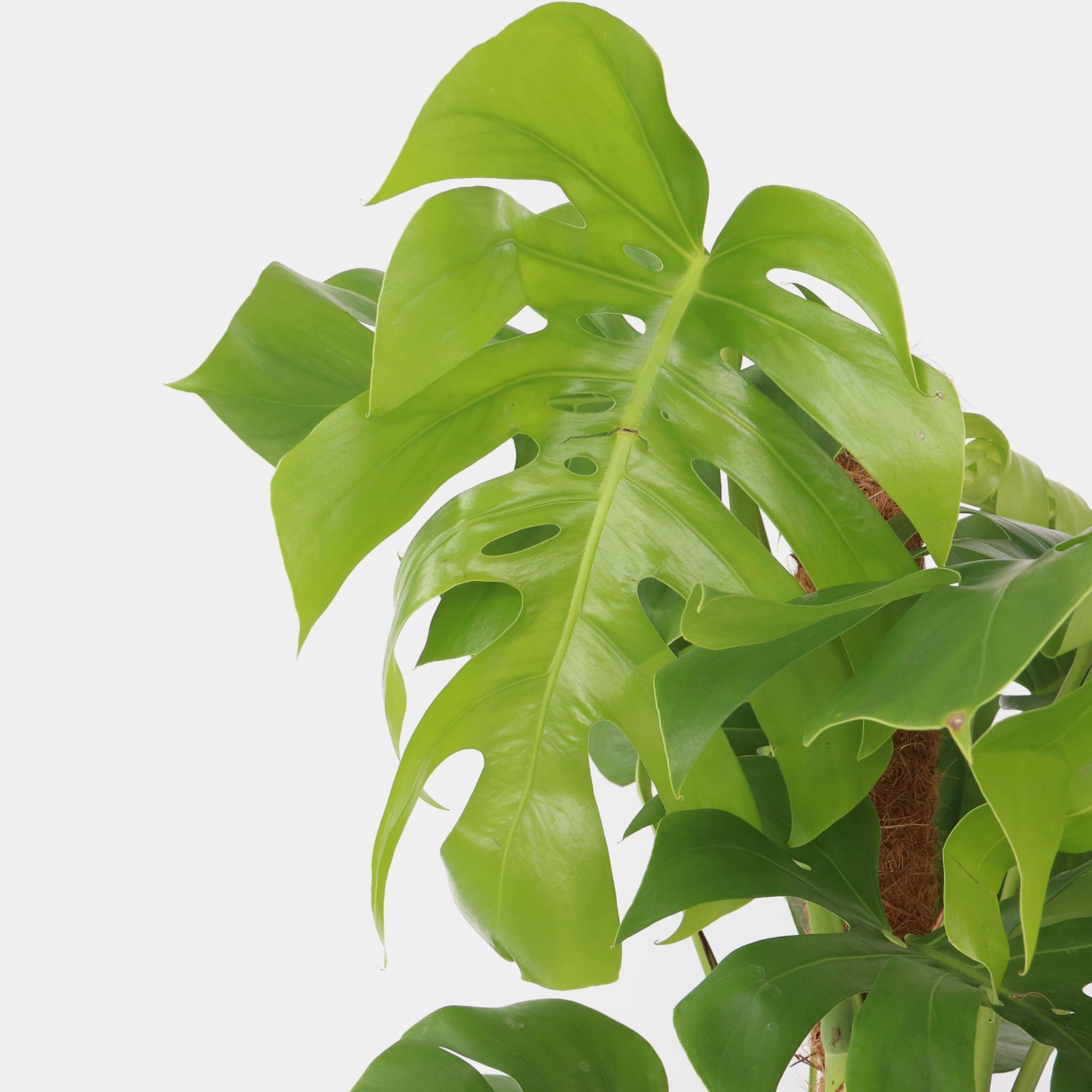 Plant in a Box - Monstera Deliciosa - Pianta del formaggio svizzero - Vaso 24cm - Altezza 120-130cm