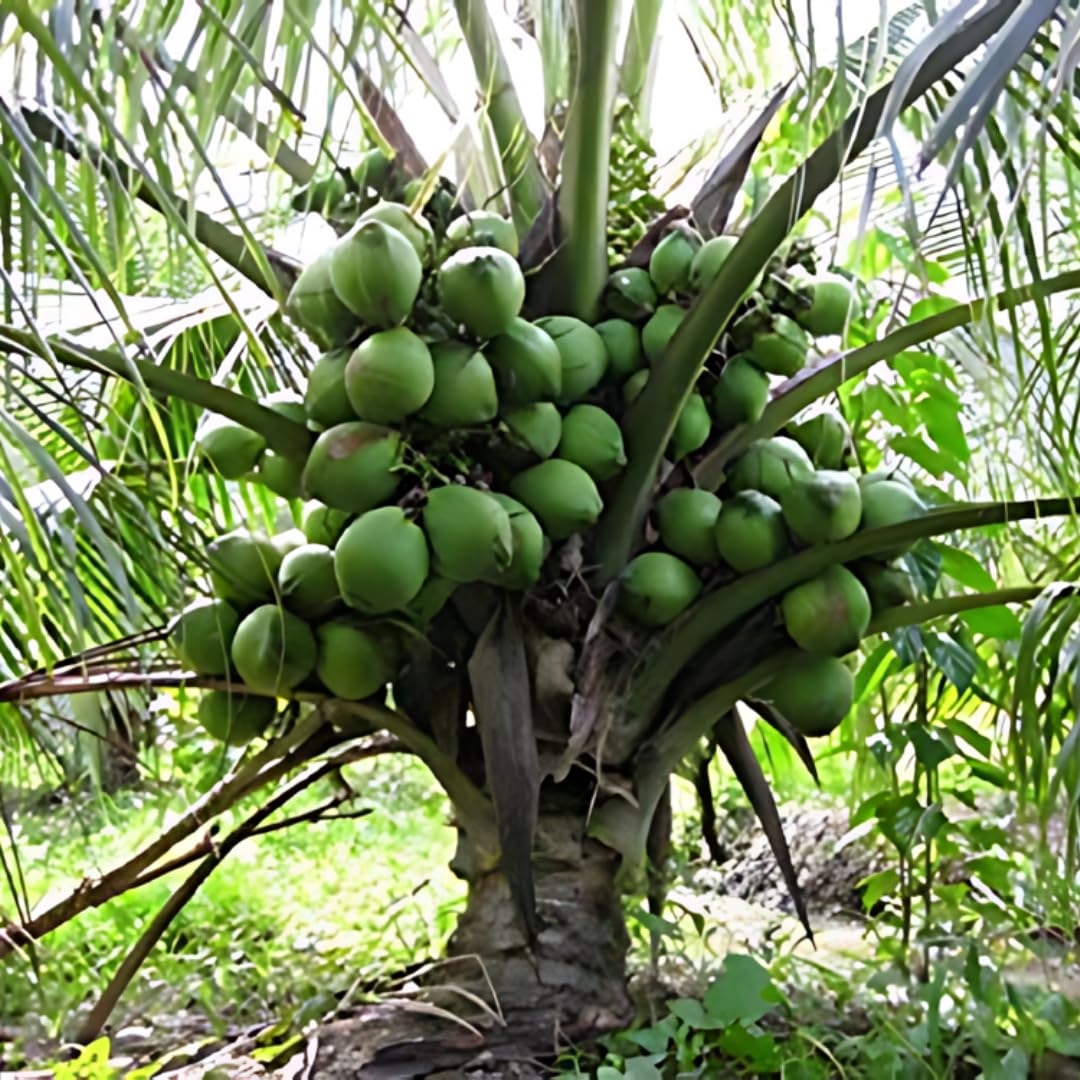 M-Tech Gardens Rare Coconut (" Tall x Dwarf (TxD), Hybrid) Exotic 1 Live Fruit Plant (B076VLKQ97) Amazon Price History, Amazon Price Tracker