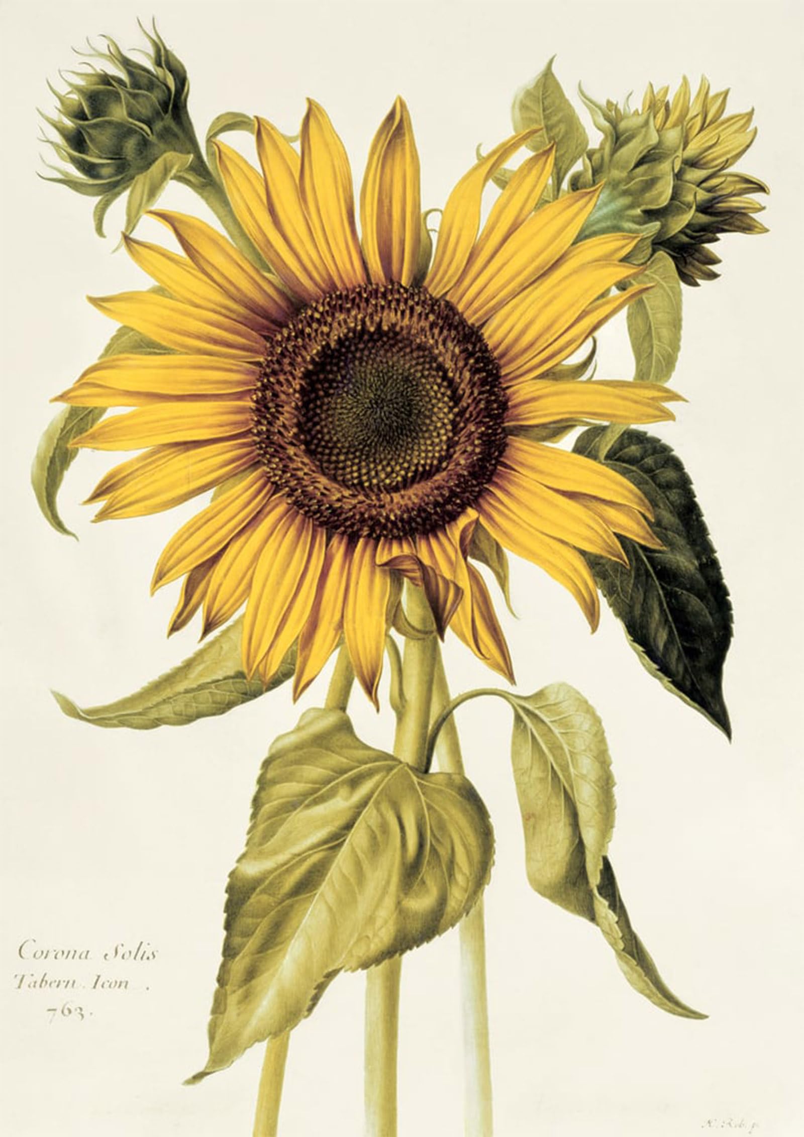 SERENDIPITP Retro Picture Poster Wall Art Pictures Painting Helianthus Annuus No From velins Du Roi Vol by Nicolas Robert Wall Art Canvas Print for Wall Decor 60x90cm