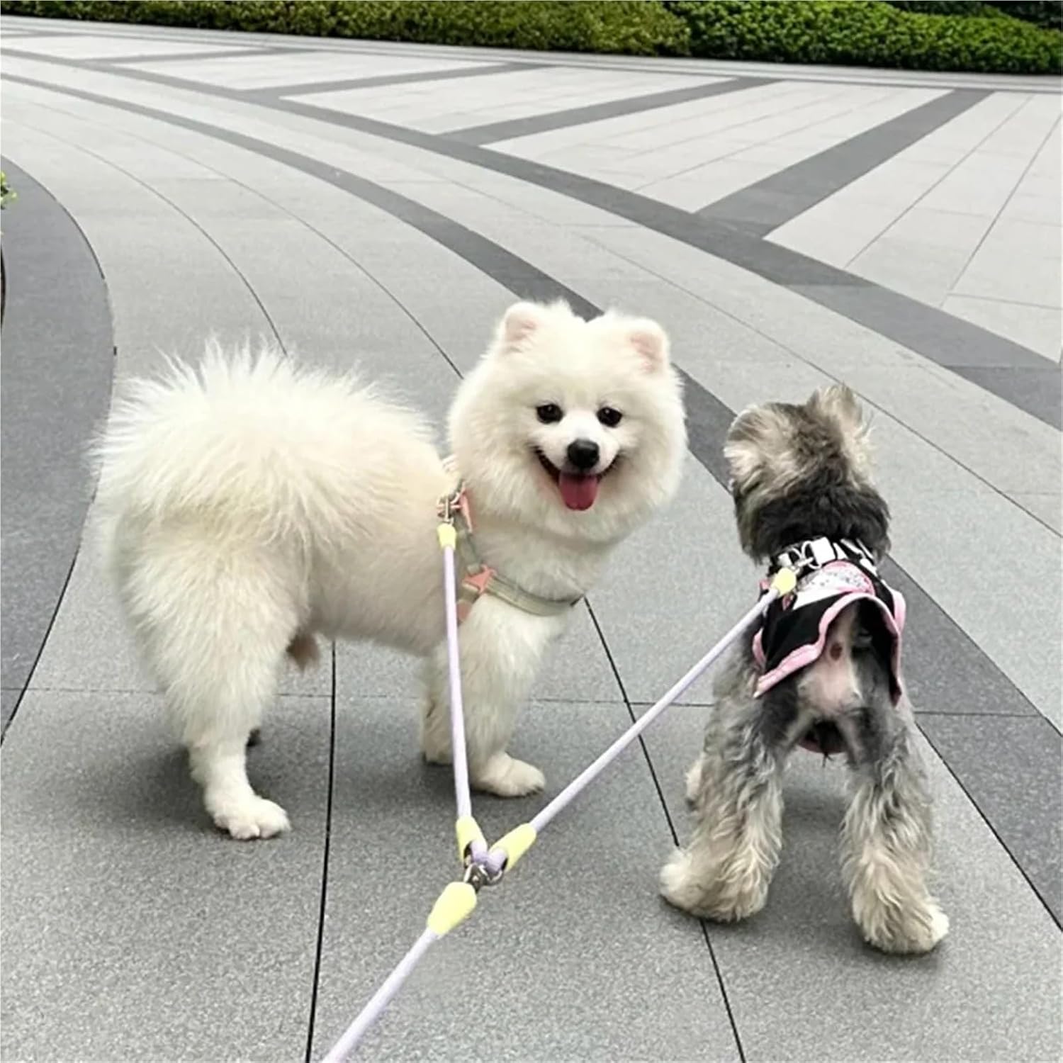 Double Leash Puppy Out One Drag Two Dog Leash(Black Orange)