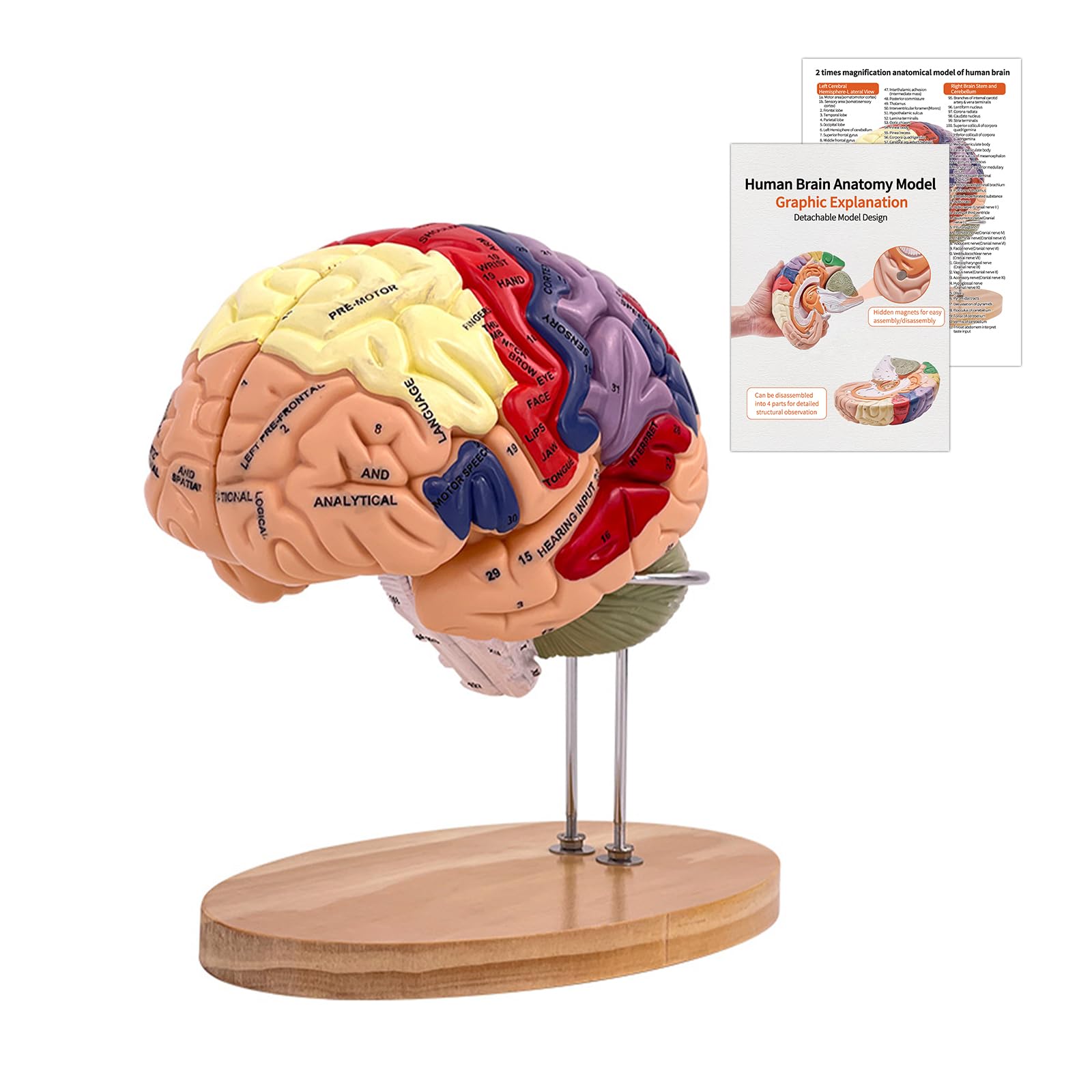 Human Brain Model 2 Times Life Size, 2024 Newest Brain Anatomy Model, Includes 4 Pieces Labeled with Figures 9 Colors, for Neuroscience Learning Display Medical Identify Brain Functions