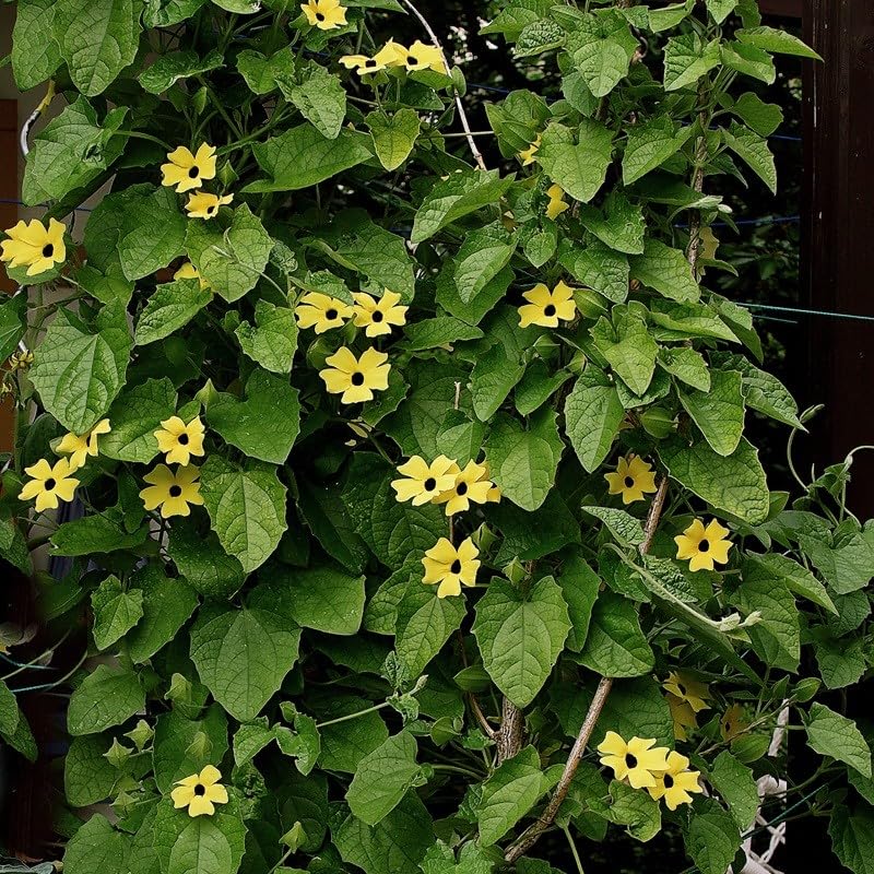 40pz Pianta Thunbergia