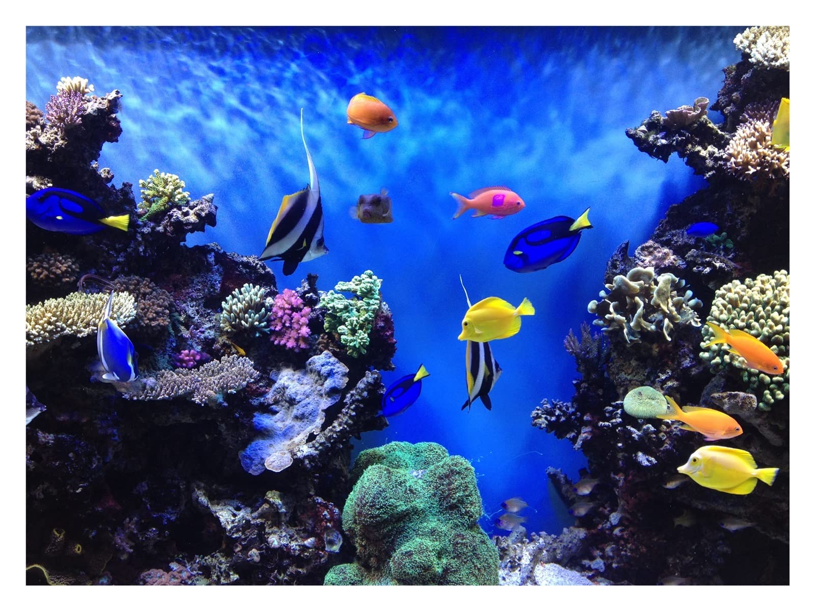 Luz de Acuario remota Tanque de Peces a Prueba de Agua 5050 SMD Barra de luz LED Lámpara acuática Sumergible 18-48CM (Color : US -38CM)