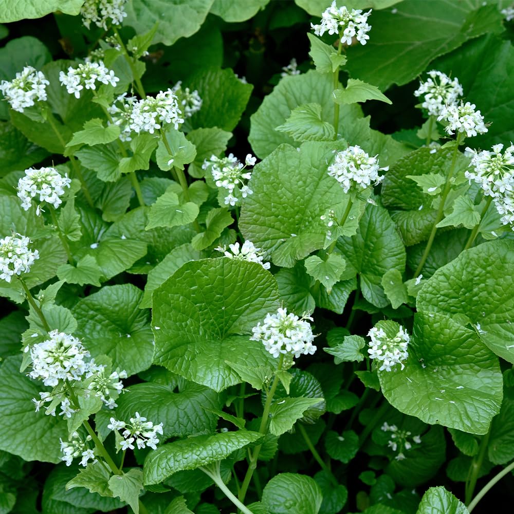 Amazon.co.jp: ITANSE 静岡のわさび 4号 1個売り 野菜苗 山葵 畑