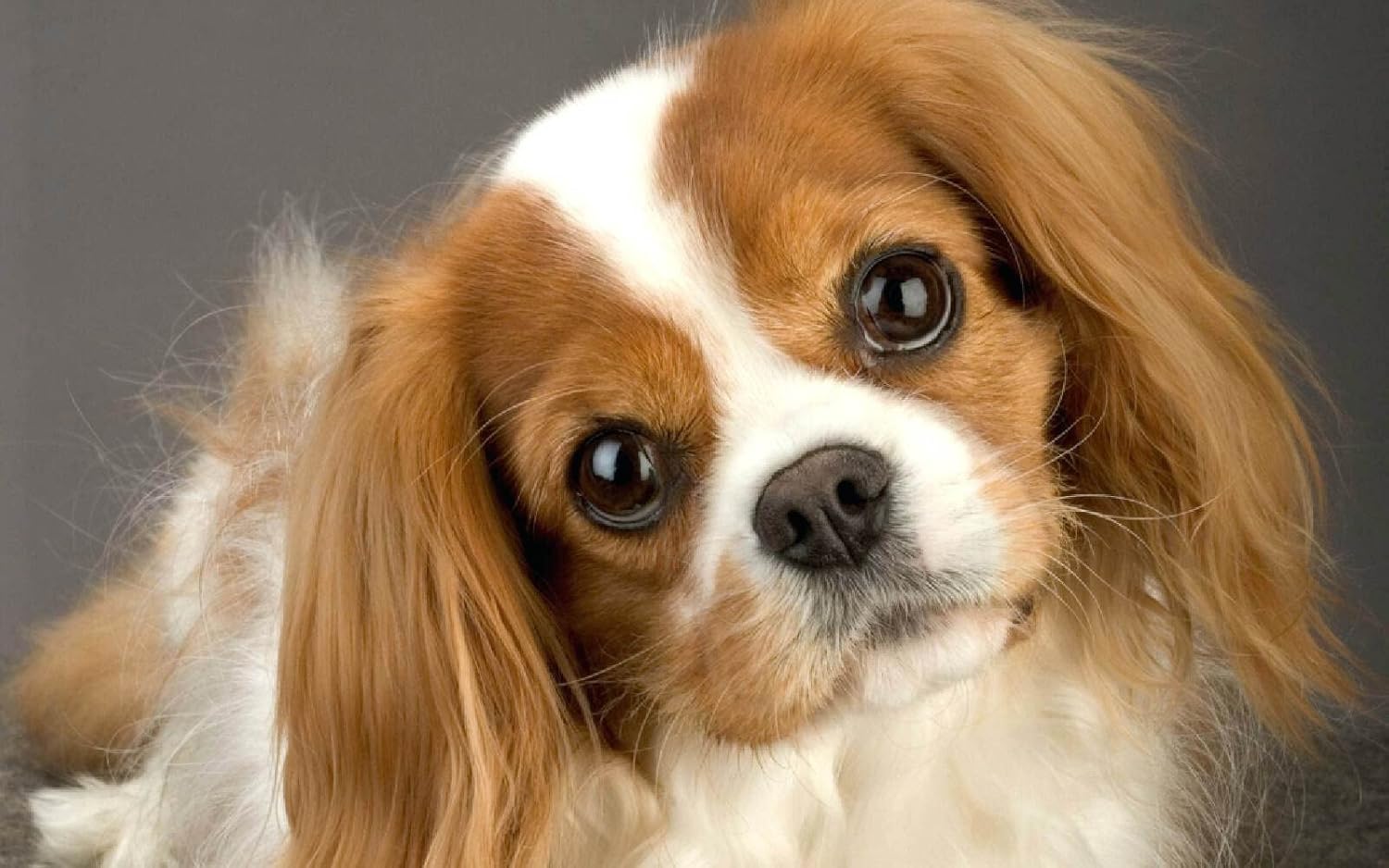5D DIY Diamond Painting Kit Cavalier King Charles Spaniel Diamond Drawing for Adults Rhinestone Embroidery Art Home Wall Decor Full Drill
