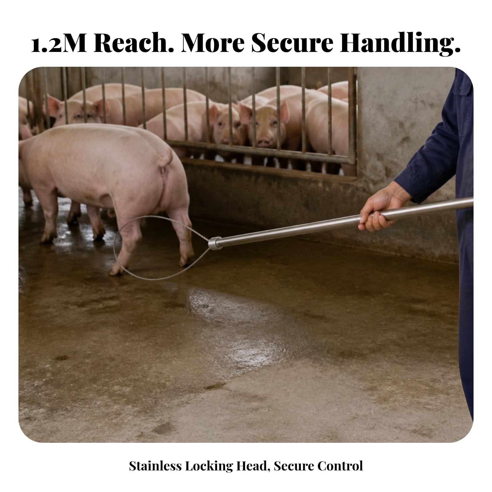 Porc en Câble Long Manche, Porcs, Réglable, Bâton Capture Poignée Auto-verrillante, pr Exploitatio D'élevage, Éleveurs