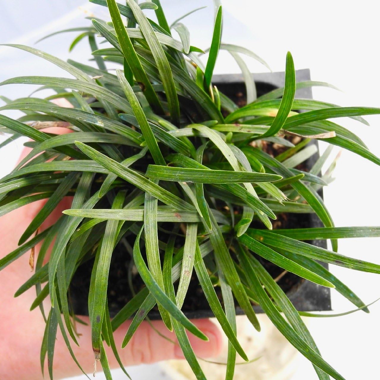 Live mondo grass green grass 1 Live Plant